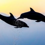 ドルフィンスルーのやり方&コツを解説！練習方法も！【動画あり】