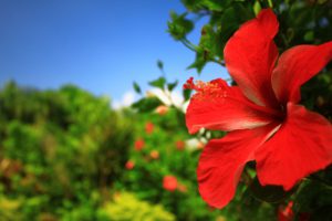 国内サーフトリップのおすすめ3選！ポイントの特徴や注意点も！体験談あり