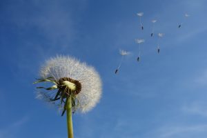 【気象予報士解説】どうして風は吹くの?原理・仕組みを解説!気圧との関係も