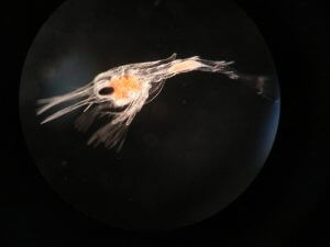 サーフィン中はチンクイ（ゾエア）に要注意！時期・症状・対処法など