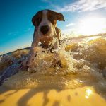 飼い主より上手かも…?サーファー犬が大集合!