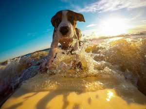 飼い主より上手かも…?サーファー犬が大集合!
