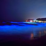 海が青く光る『夜光虫』が見れる条件と時期
