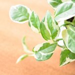 サーフインテリア(西海岸風)におすすめの観葉植物6選!お手入れ方法も