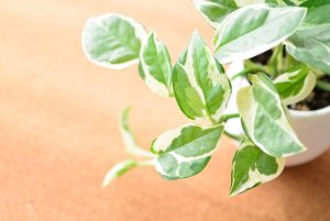 サーフインテリア（西海岸風）におすすめの観葉植物6選！お手入れ方法も