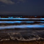 カルフォルニアで赤潮が発生|海が鮮やかに輝く|サーフィン映像も