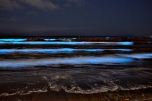 カルフォルニアで赤潮が発生｜海が鮮やかに輝く｜サーフィン映像も