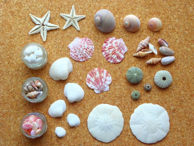 貝殻