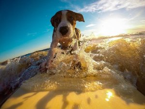 サーファーの愛犬といえば?海が似合う犬種10選