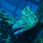 海のギャング『ウツボ』とは?生態や習性は?