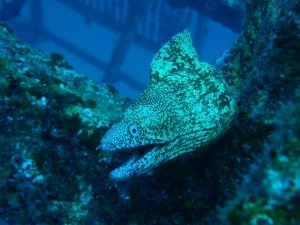 海のギャング『ウツボ』とは？生態や習性は？