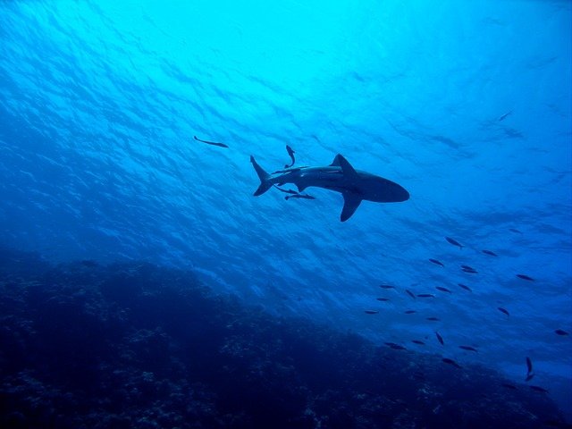 日本でサーフィン中のサメ被害はある？対策は必要…？