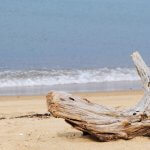 流木とは?種類や入手方法、アートについても