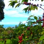 ハワイのコーヒーといえば?種類や特徴など