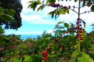 ハワイのコーヒーといえば？種類や特徴など