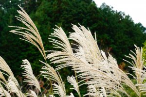 地方移住でよくある失敗とは？失敗しないためのポイントも