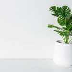 ハワイ風インテリアにおすすめの観葉植物4選!育て方のポイントも