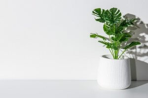 ハワイ風インテリアにおすすめの観葉植物4選!育て方のポイントも