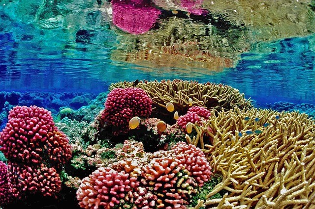 サンゴ礁とは何？種類や現状・問題についても