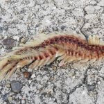 海毛虫とは?危険性や生息地を解説!刺されたときの対処法も