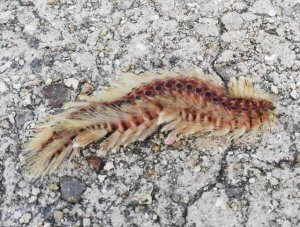 海毛虫とは?危険性や生息地を解説!刺されたときの対処法も