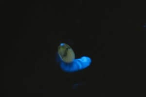 ウミホタルとは?発光する仕組みや生息地など