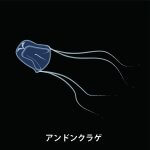 アンドンクラゲとは?特徴・生息地や刺されたときの対処法