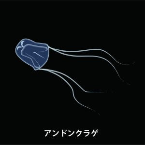 アンドンクラゲとは?特徴・生息地や刺されたときの対処法