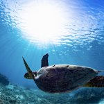ウミガメの種類と生態!日本の産卵地についても