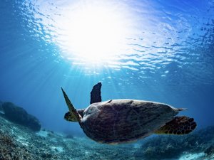 ウミガメの種類と生態！日本の産卵地についても