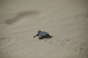 ウミガメの赤ちゃん