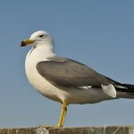 ウミネコとは?カモメとの違いや生態・鳴き声など