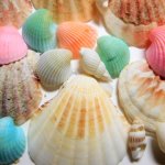 貝殻拾いのコツとは？拾える場所や種類など