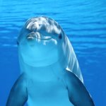 イルカの生態や性格って?いじめをする…?