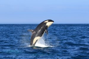 シャチは海の最強生物！？特徴・生態は？