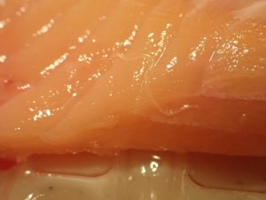 アニサキスによる食中毒の症状と対策!寄生しやすい魚とは?