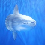 マンボウの特徴と生態!死因に関する噂はウソ!?