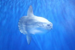 マンボウの特徴と生態！死因に関する噂はウソ！？