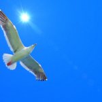 カモメの特徴・生態!ウミネコとの違いも