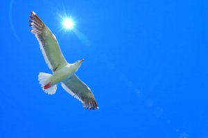 カモメの特徴・生態!ウミネコとの違いも