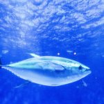 マグロの生態・特徴は?種類や寿命についても