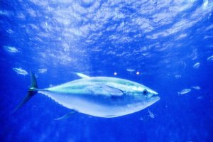 マグロの生態・特徴は？種類や寿命についても