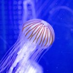 アカクラゲとは？特徴・生息地や刺されたときの対処法