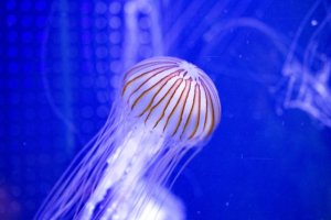 アカクラゲとは？特徴・生息地や刺されたときの対処法