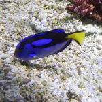 ナンヨウハギの特徴・生態！飼育方法も解説