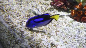 ナンヨウハギの特徴・生態！飼育方法も解説