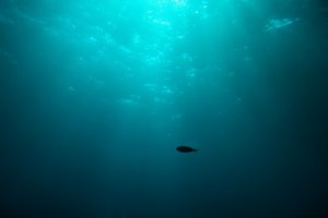 海洋深層水とは？特徴・取り方や活用例などを解説