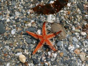 ヒトデとは?主な種類や生態・特徴を解説