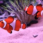 カクレクマノミの特徴・生態は?飼育方法についても