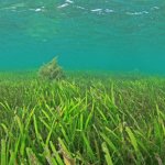 海のゆりかごの役割がある「アマモ」ってどんな海藻?